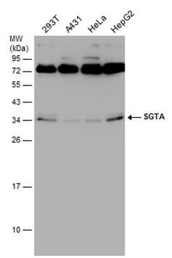 Invitrogen SGTA Monoclonal Antibody (6A4) 100 &mu;L; Unconjugated:Antibodies,