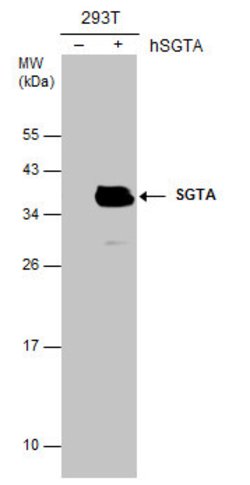 Invitrogen SGTA Monoclonal Antibody (6A4) 100 &mu;L; Unconjugated:Antibodies,