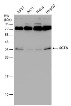 Invitrogen SGTA Monoclonal Antibody (6A4) 100 &mu;L; Unconjugated:Antibodies,