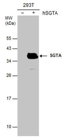 Invitrogen SGTA Monoclonal Antibody (6A4) 100 &mu;L; Unconjugated:Antibodies,