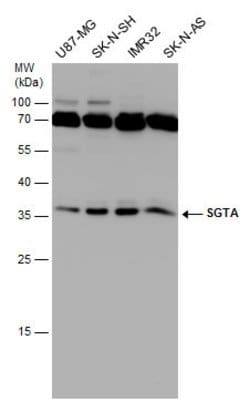 Invitrogen SGTA Monoclonal Antibody (6A4) 100 &mu;L; Unconjugated:Antibodies,