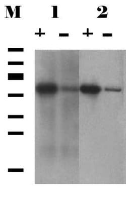 Invitrogen SGTA Monoclonal Antibody (6A4) 100 &mu;L; Unconjugated:Antibodies,