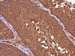 Invitrogen DAPP1 Monoclonal Antibody (4H9) 100 &mu;L; Unconjugated:Antibodies,