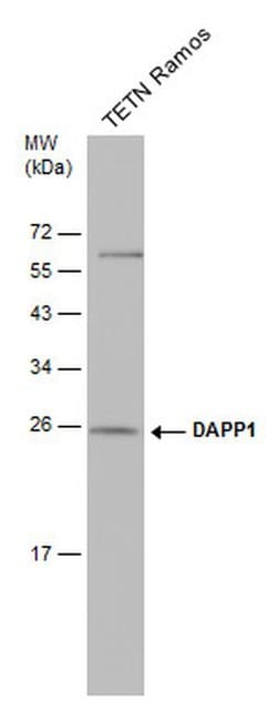 Invitrogen DAPP1 Monoclonal Antibody (4H9) 100 &mu;L; Unconjugated:Antibodies,