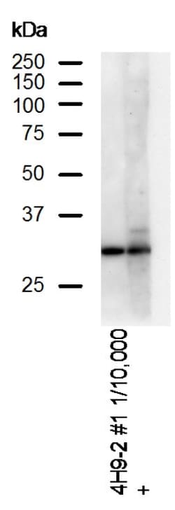 Invitrogen DAPP1 Monoclonal Antibody (4H9) 100 &mu;L; Unconjugated:Antibodies,