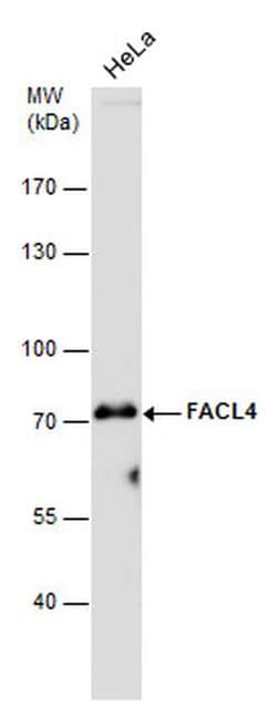Invitrogen ACSL4 Monoclonal Antibody (GT186) 100 &mu;L; Unconjugated:Antibodies,