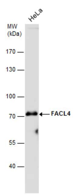 Invitrogen ACSL4 Monoclonal Antibody (GT186) 100 &mu;L | Buy Online | Invitrogen&trade; | Fisher Scientific