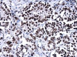 BRG1 Monoclonal Antibody (GT2712):Antibodies, Monoclonal