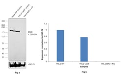 BRG1 Monoclonal Antibody (GT2712):Antibodies, Monoclonal