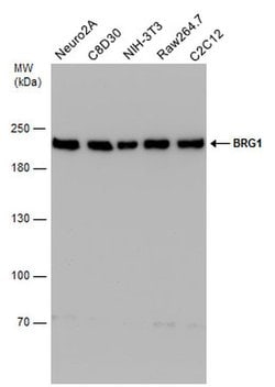 BRG1 Monoclonal Antibody (GT2712):Antibodies, Monoclonal