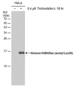 Invitrogen H2BK20ac Monoclonal Antibody (GT578) 100 &mu;L; Unconjugated:Antibodies,