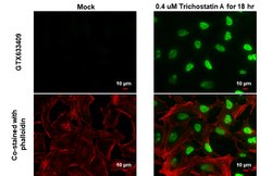 Invitrogen H2BK20ac Monoclonal Antibody (GT578) 100 &mu;L; Unconjugated:Antibodies,