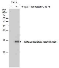 Invitrogen H2BK20ac Monoclonal Antibody (GT578) 100 &mu;L; Unconjugated:Antibodies,