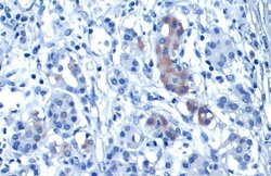 Invitrogen Glypican 3 Monoclonal Antibody (GT2473) 100 &mu;L | Buy Online | Invitrogen&trade; | Fisher Scientific