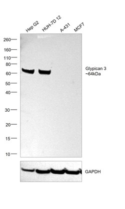 Invitrogen Glypican 3 Monoclonal Antibody (GT2473) 100 &mu;L | Buy Online | Invitrogen&trade; | Fisher Scientific