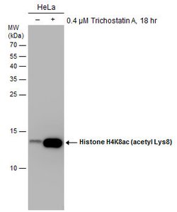 Invitrogen H4K8ac Monoclonal Antibody (GT478) 100 &mu;L; Unconjugated:Anticorps,