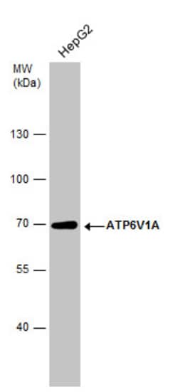 Invitrogen ATP6V1A Monoclonal Antibody (GT1561) 100 &mu;L; Unconjugated:Antibodies,