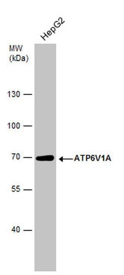 Invitrogen ATP6V1A Monoclonal Antibody (GT1561) 100 &mu;L; Unconjugated:Antibodies,