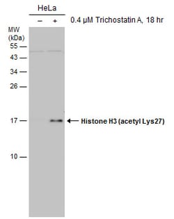 Invitrogen H3K27ac Monoclonal Antibody (GT261) 100 &mu;L; Unconjugated:Anticuerpos
