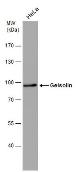 Invitrogen Gelsolin Monoclonal Antibody (GT667) 100 &mu;L; Unconjugated:Antibodies,
