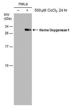 Invitrogen HMOX1 Monoclonal Antibody (GT1334) 100 &mu;L; Unconjugated:Antibodies,