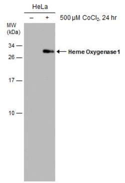 Invitrogen HMOX1 Monoclonal Antibody (GT1334) 100 &mu;L; Unconjugated:Antibodies,