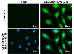 Invitrogen HMOX1 Monoclonal Antibody (GT17811) 100 &mu;L; Unconjugated:Antibodies,