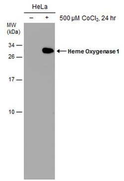 Invitrogen HMOX1 Monoclonal Antibody (GT17811) 100 &mu;L; Unconjugated:Antibodies,