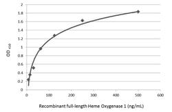 Invitrogen HMOX1 Monoclonal Antibody (GT17811) 100 &mu;L; Unconjugated:Antibodies,
