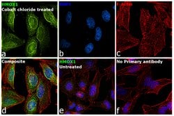 Invitrogen HMOX1 Monoclonal Antibody (GT17811) 100 &mu;L; Unconjugated:Antibodies,