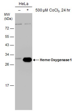 Invitrogen&trade;&nbsp;HMOX1 Monoclonal Antibody (GT664)
