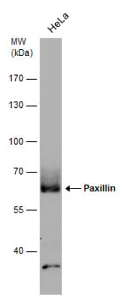Invitrogen Paxillin Monoclonal Antibody (GT7612) 100 &mu;L | Buy Online | Invitrogen&trade; | Fisher Scientific