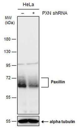 Invitrogen Paxillin Monoclonal Antibody (GT7612) 100 &mu;L | Buy Online | Invitrogen&trade; | Fisher Scientific