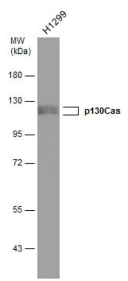 Invitrogen Phospho-p130Cas (Tyr249) Monoclonal Antibody (GT331) 100 &mu;L;