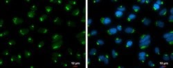 Invitrogen GOLGA5 Monoclonal Antibody (GT2726) 100 &mu;L; Unconjugated:Antibodies,