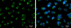Invitrogen GOLGA5 Monoclonal Antibody (GT2726) 100 &mu;L; Unconjugated:Antibodies,
