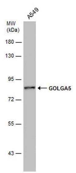 Invitrogen GOLGA5 Monoclonal Antibody (GT2726) 100 &mu;L; Unconjugated:Antibodies,