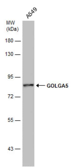 Invitrogen GOLGA5 Monoclonal Antibody (GT2726) 100 &mu;L; Unconjugated:Antibodies,