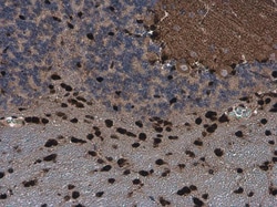 Invitrogen QKI Monoclonal Antibody (GT2612) 100 &mu;L | Buy Online | Invitrogen&trade; | Fisher Scientific