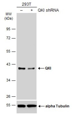 Invitrogen QKI Monoclonal Antibody (GT2612) 100 &mu;L | Buy Online | Invitrogen&trade; | Fisher Scientific