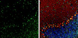 Invitrogen TDP-43 Monoclonal Antibody (GT6310) 100 &mu;L; Unconjugated:Antibodies,