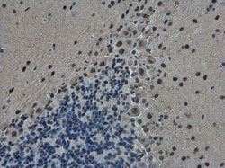 Invitrogen TDP-43 Monoclonal Antibody (GT6310) 100 &mu;L; Unconjugated:Antibodies,