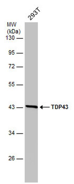 Invitrogen TDP-43 Monoclonal Antibody (GT6310) 100 &mu;L; Unconjugated:Antibodies,