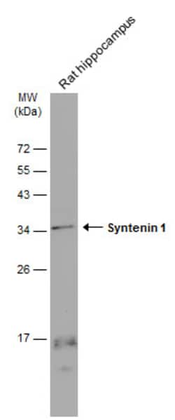 Invitrogen Syntenin 1 Monoclonal Antibody (GT1523) 100 &mu;L; Unconjugated:Antibodies,