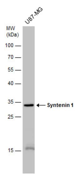 Invitrogen Syntenin 1 Monoclonal Antibody (GT1523) 100 &mu;L; Unconjugated:Antibodies,