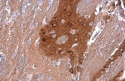 Invitrogen PYK2 Monoclonal Antibody (GT858) 100 &mu;L; Unconjugated:Antibodies,