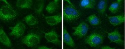 Invitrogen EEA1 Monoclonal Antibody (GT10811) 100 &mu;L; Unconjugated:Antibodies,