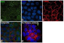 Invitrogen EEA1 Monoclonal Antibody (GT10811) 100 &mu;L; Unconjugated:Antibodies,