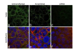 Invitrogen EEA1 Monoclonal Antibody (GT10811) 100 &mu;L; Unconjugated:Antibodies,