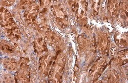 Invitrogen EEA1 Monoclonal Antibody (GT10811) 100 &mu;L; Unconjugated:Antibodies,